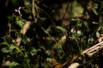 Dicliptera maculata subsp. maculata