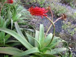 Aloe ribauensis