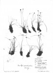 Ascolepis pseudopeteri