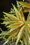 Cyperus crassipes