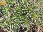 Helichrysum tillandsiifolium