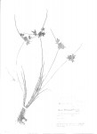 Pycreus flavescens