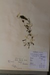 Ceratophyllum muricatum