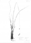Rhynchospora angolensis