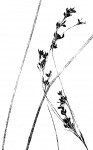 Rhynchospora brownii