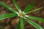 Cyperus mapanioides