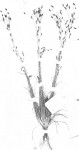 Bulbostylis densa subsp. afromontana