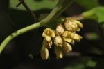 Marsdenia cynanchoides