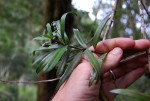 Podocarpus milanjianus