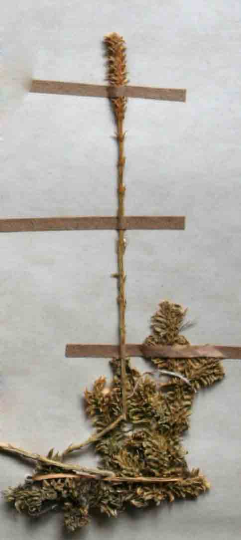 Lycopodiella caroliniana