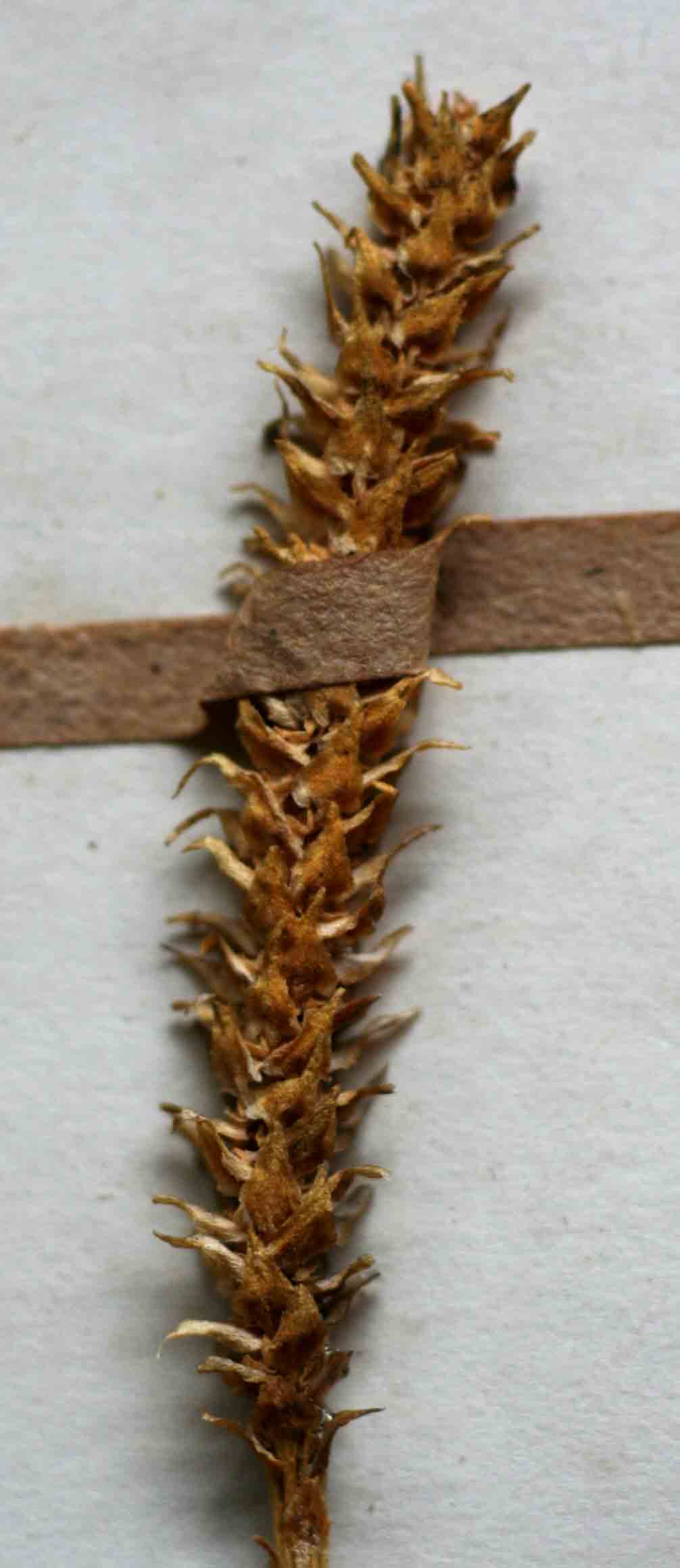 Lycopodiella caroliniana