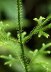 Lycopodiella cernua