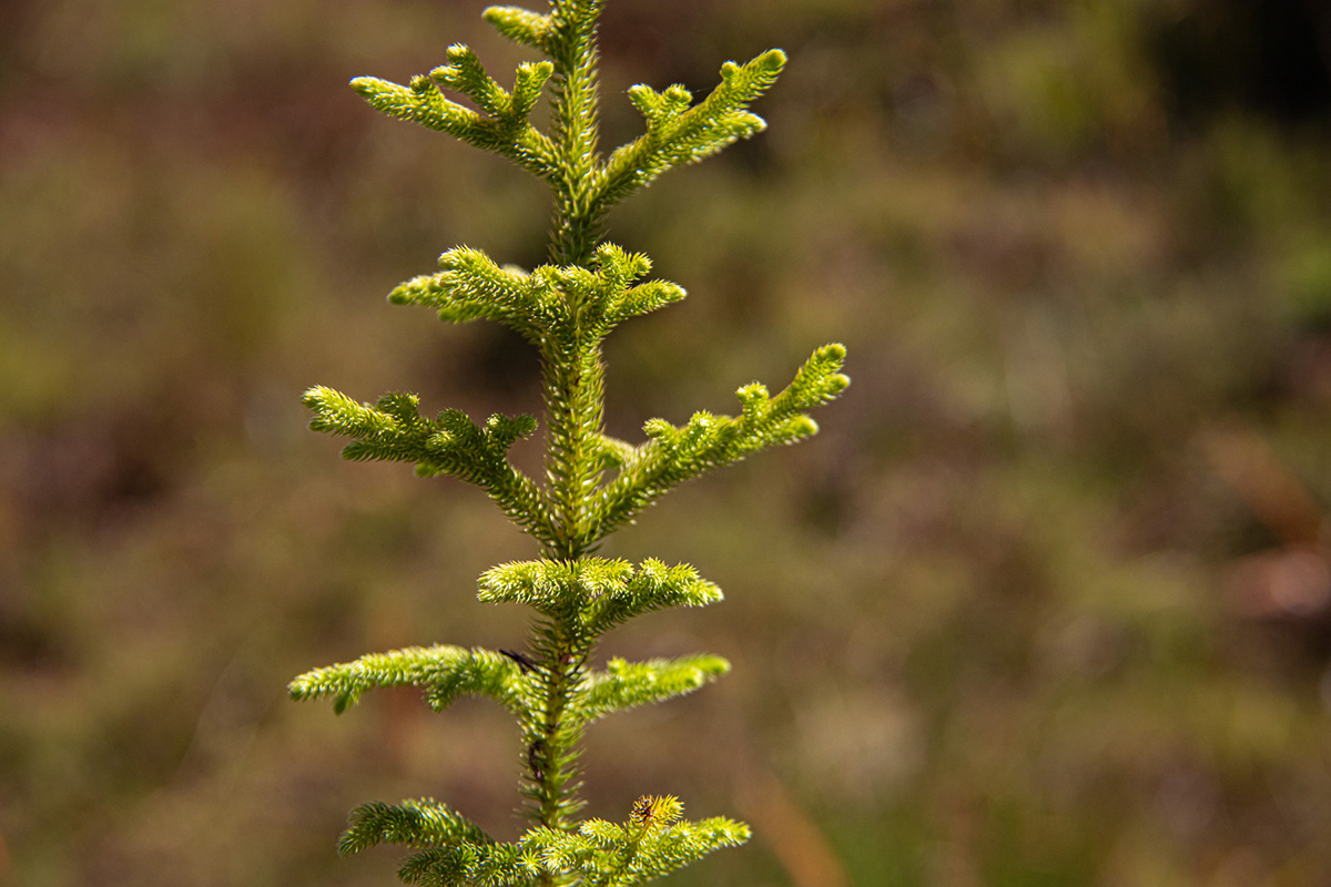 Lycopodiella cernua