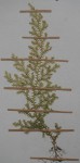 Selaginella goudotiana var. abyssinica
