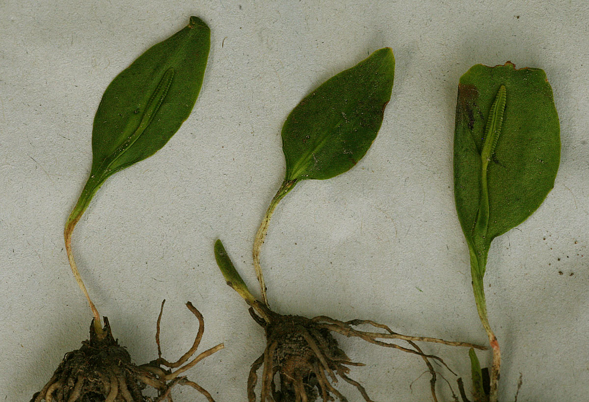 Ophioglossum costatum