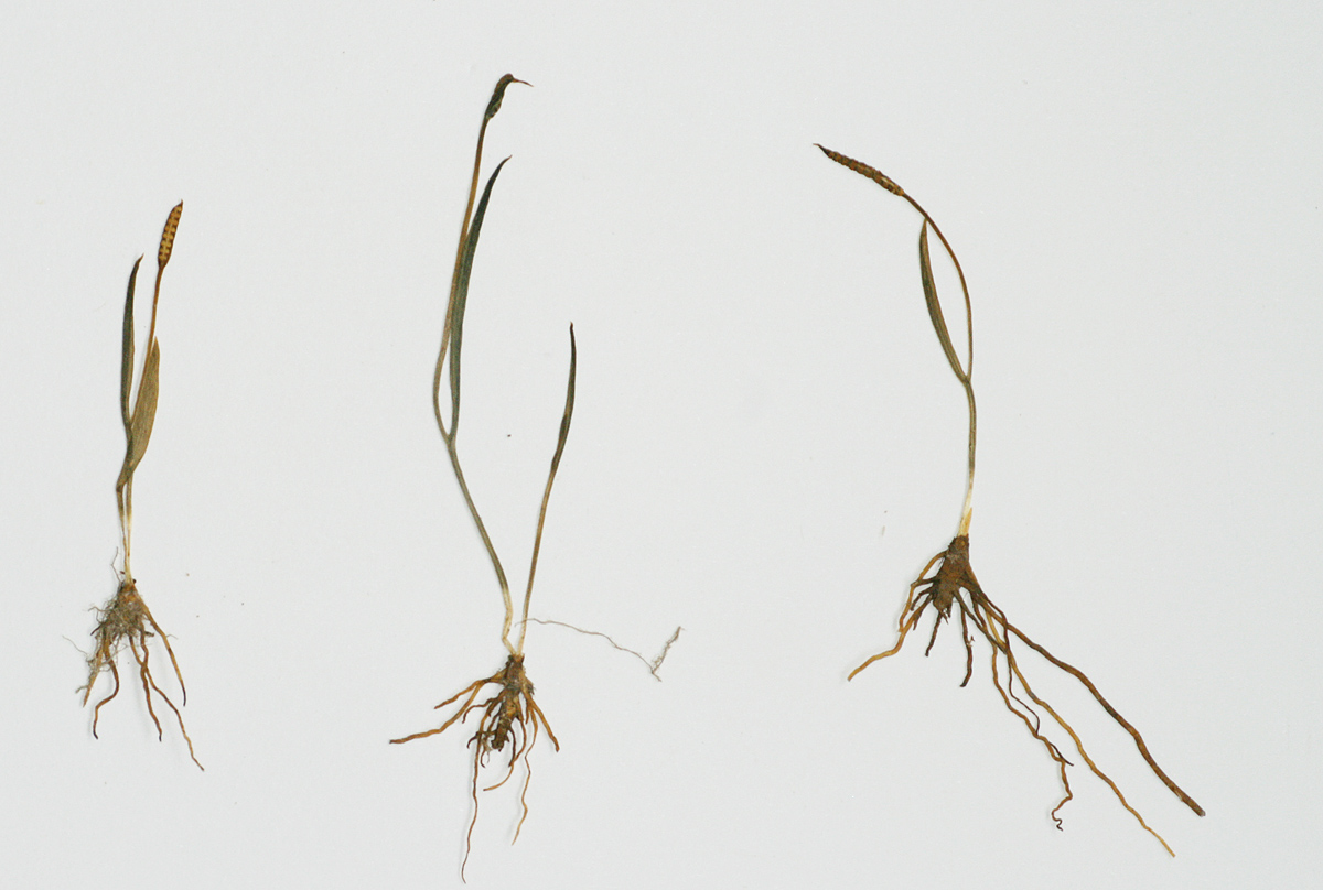 Ophioglossum gracillimum Ophioglossum gracillimum