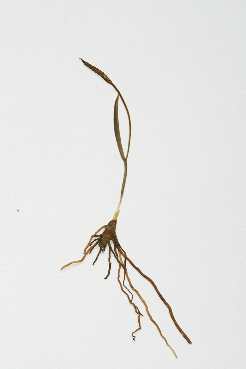 Ophioglossum gracillimum