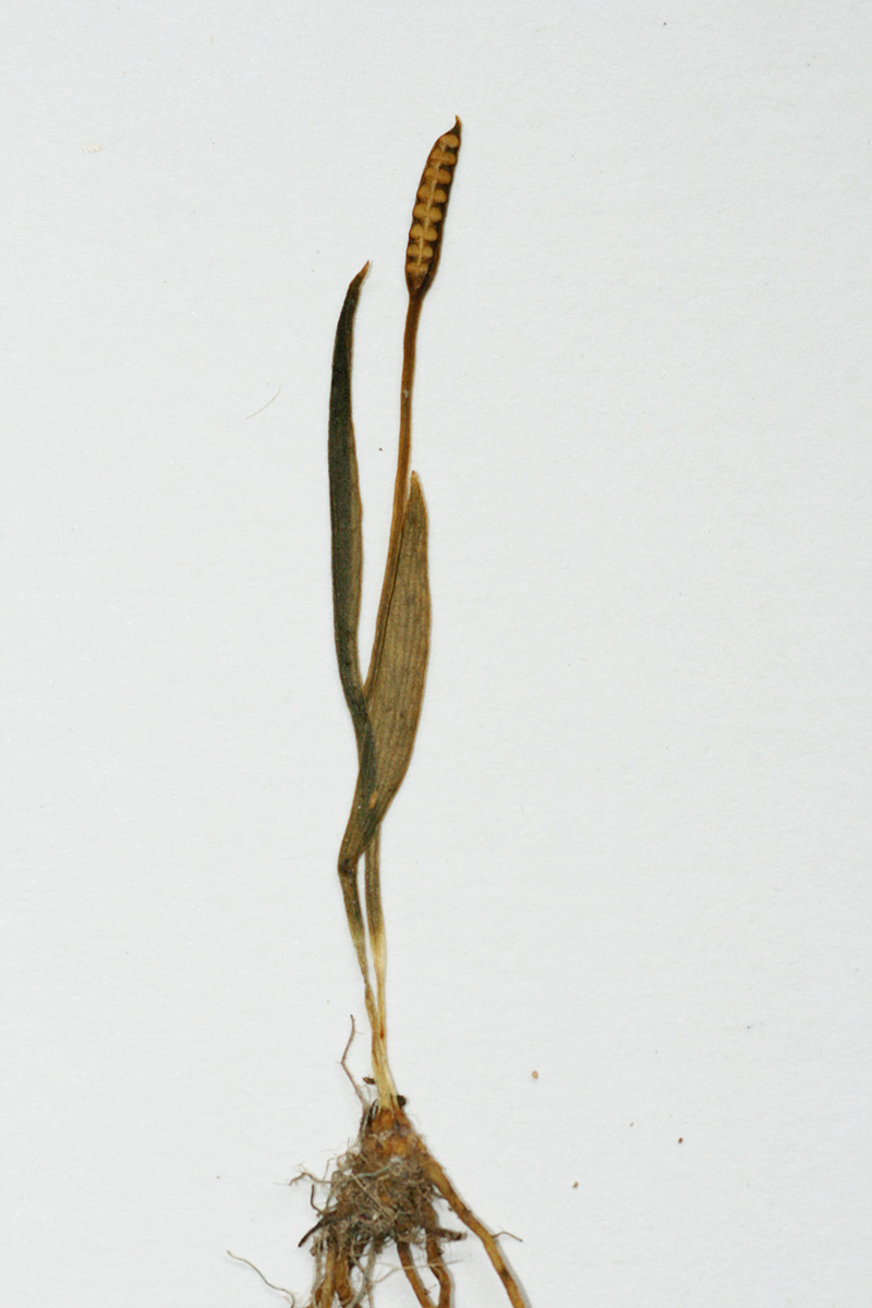 Ophioglossum gracillimum Ophioglossum gracillimum