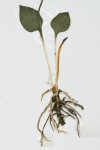 Ophioglossum latifolium