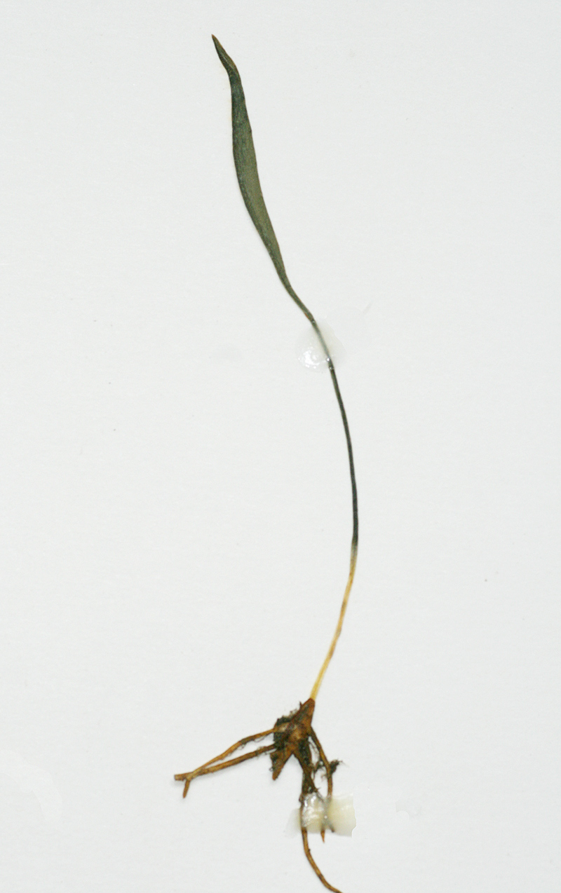 Ophioglossum lusoafricanum