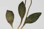Ophioglossum rubellum