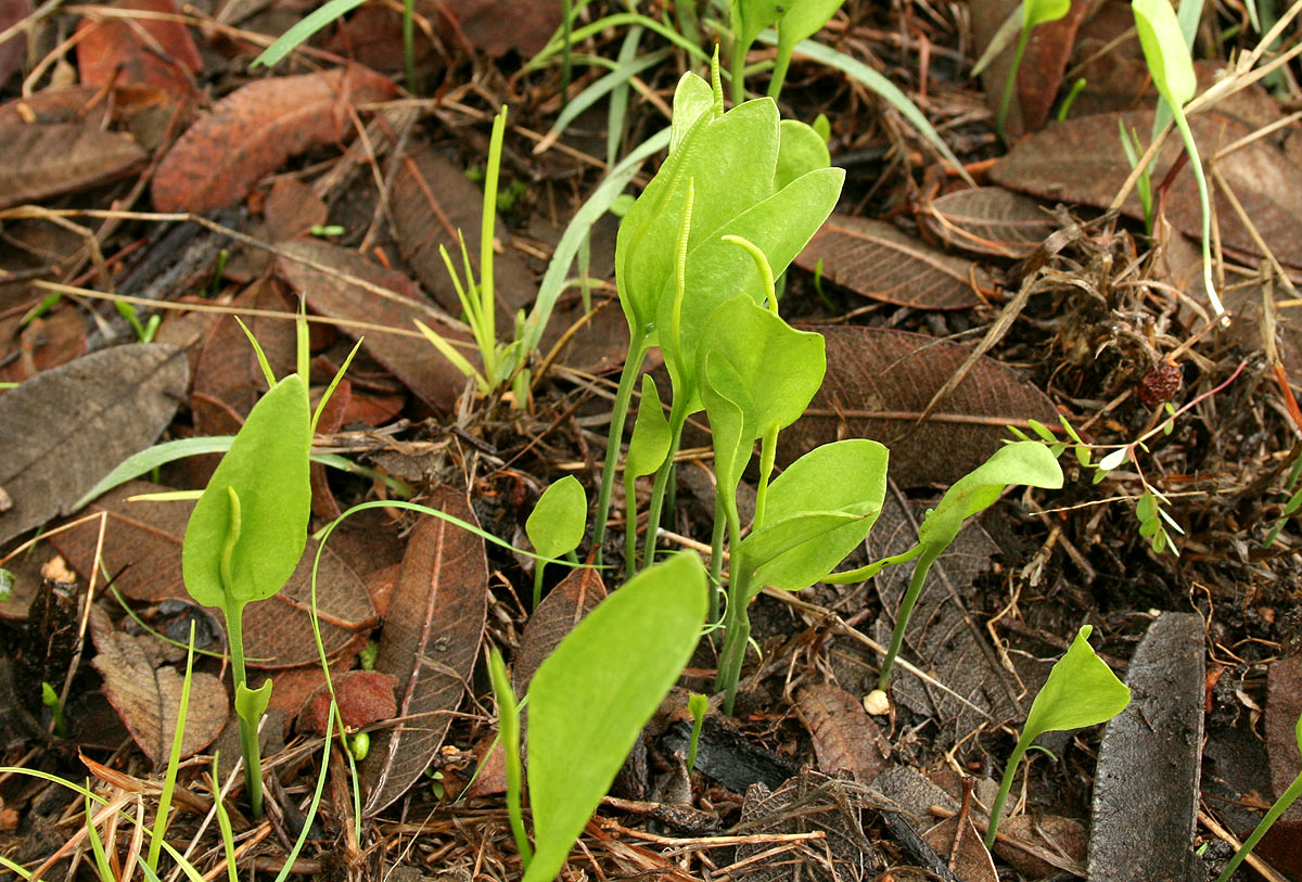 Ophioglossum vulgatum subsp. africanum