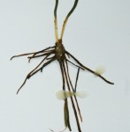 Ophioglossum vulgatum subsp. africanum