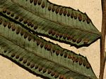 Ptisana fraxinea var. salicifolia