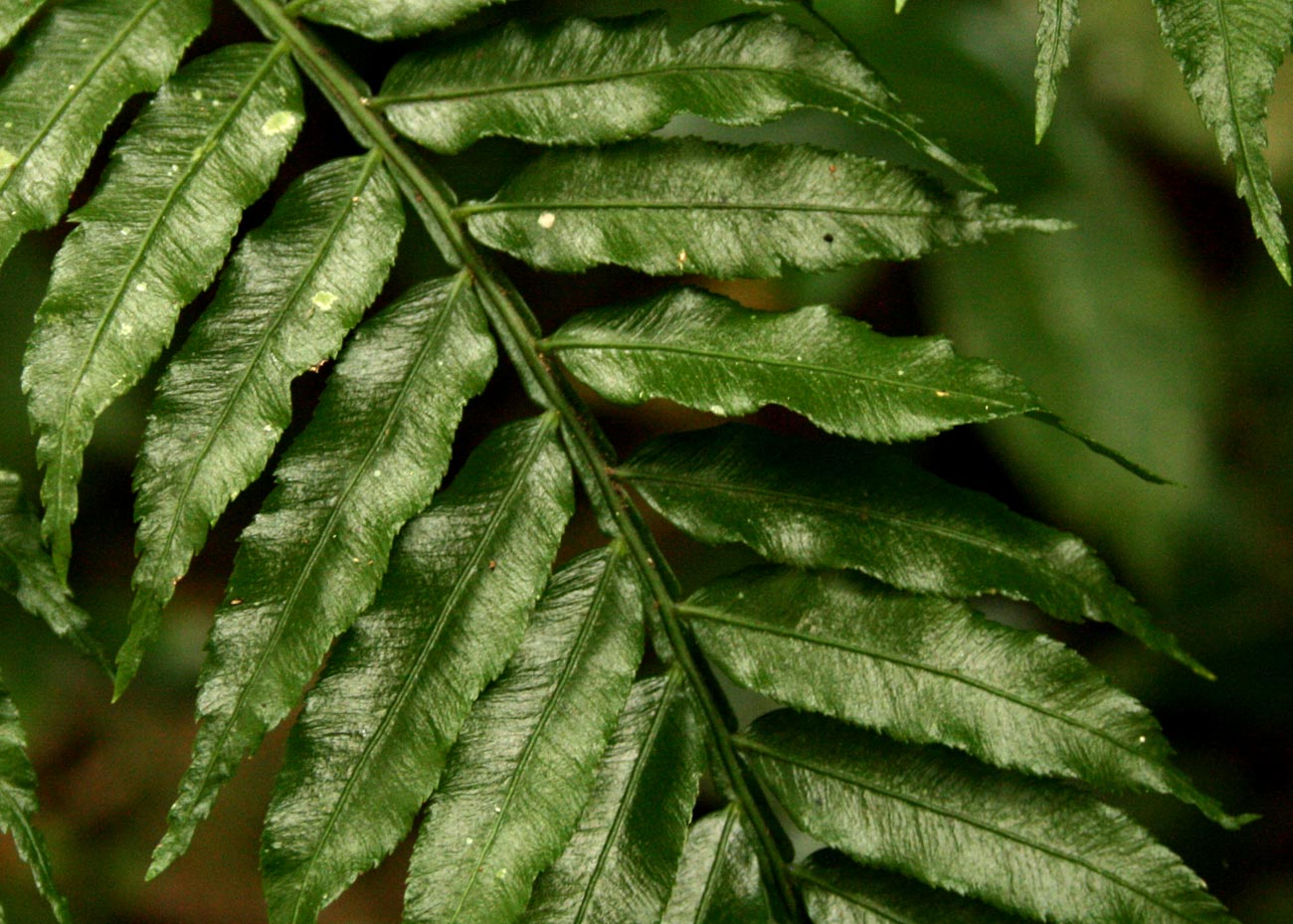 Ptisana fraxinea var. salicifolia