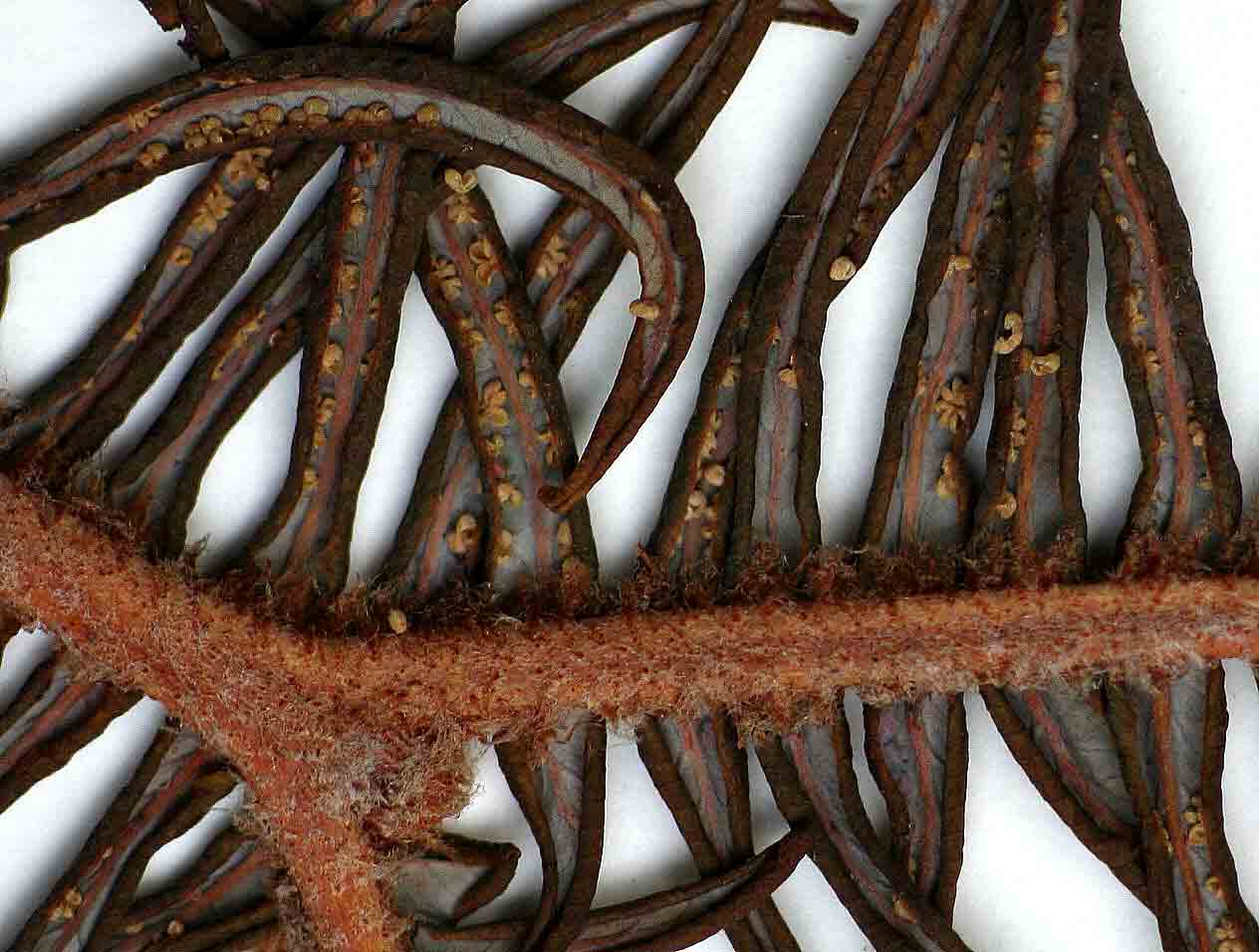 Sticherus umbraculifer