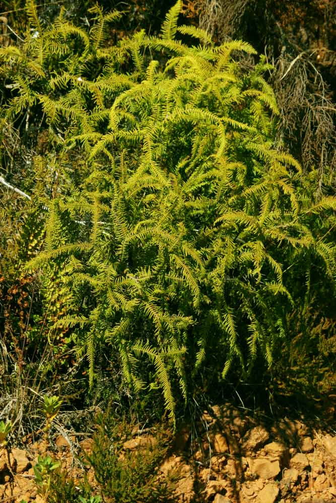 Sticherus umbraculifer