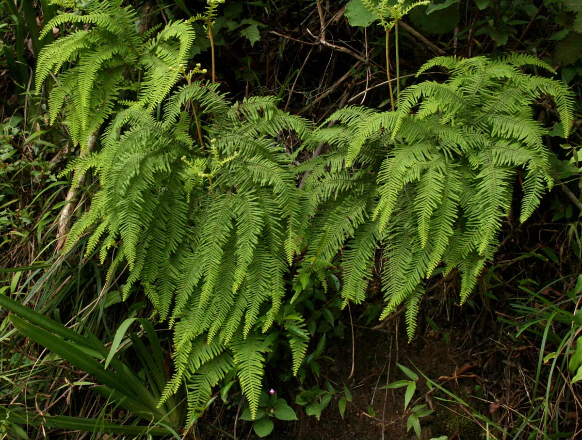 Sticherus umbraculifer