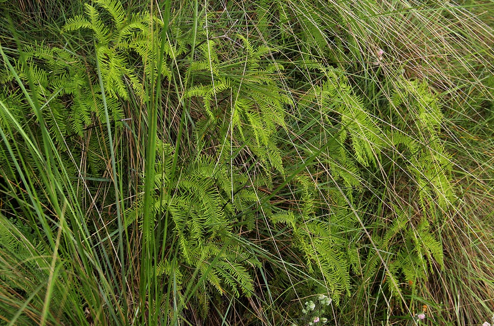 Sticherus umbraculifer