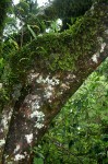 Hymenophyllum kuhnii