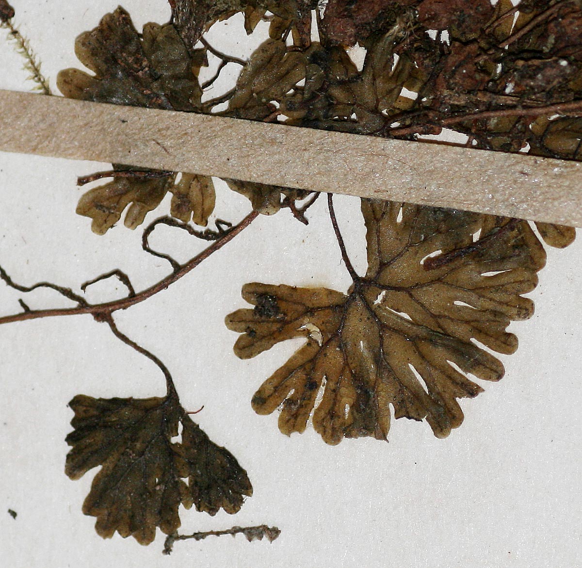 Hymenophyllum sibthorpioides