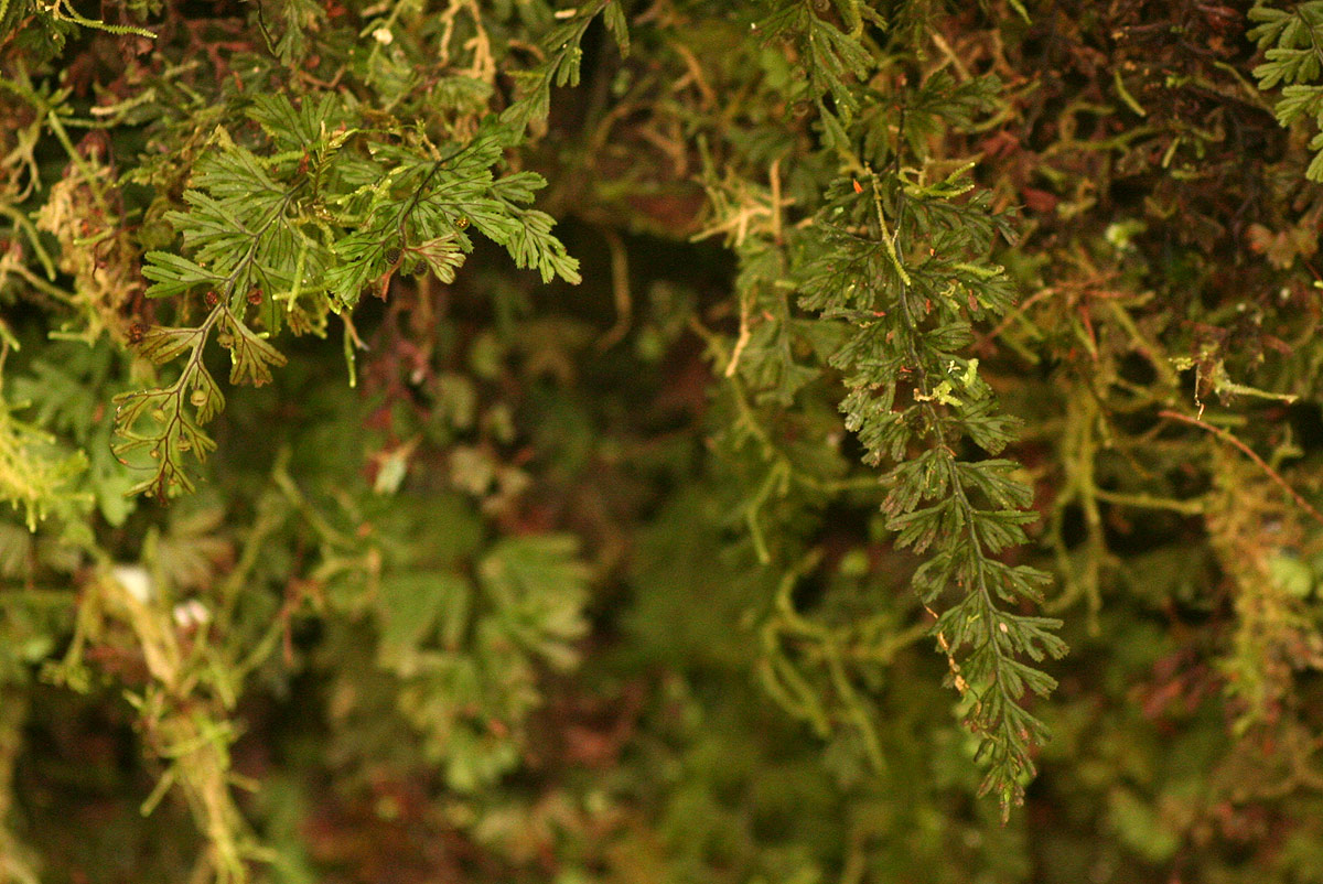 Hymenophyllum tunbridgense
