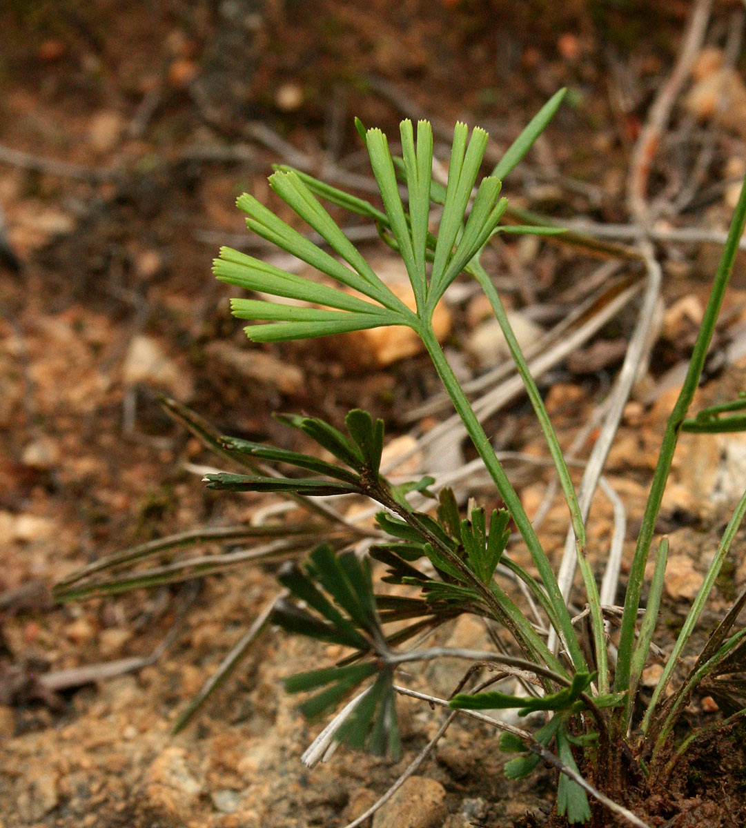 Actiniopteris dimorpha subsp. dimorpha
