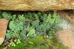 Cheilanthes inaequalis