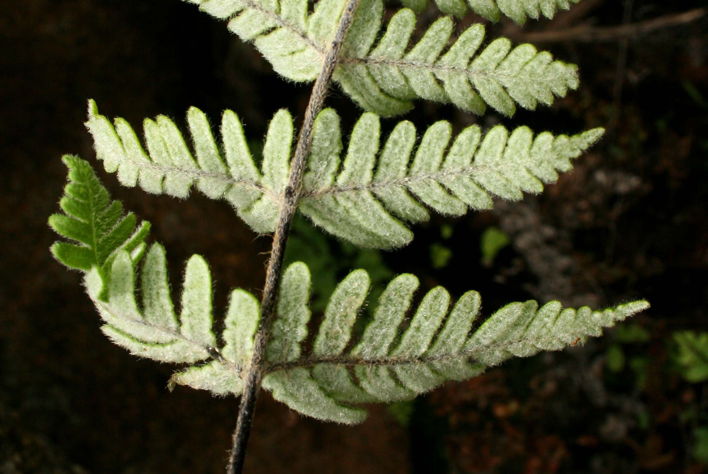 Cheilanthes inaequalis