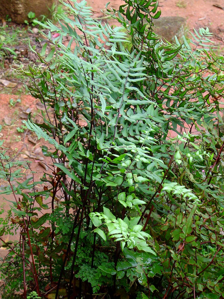 Cheilanthes viridis var. viridis