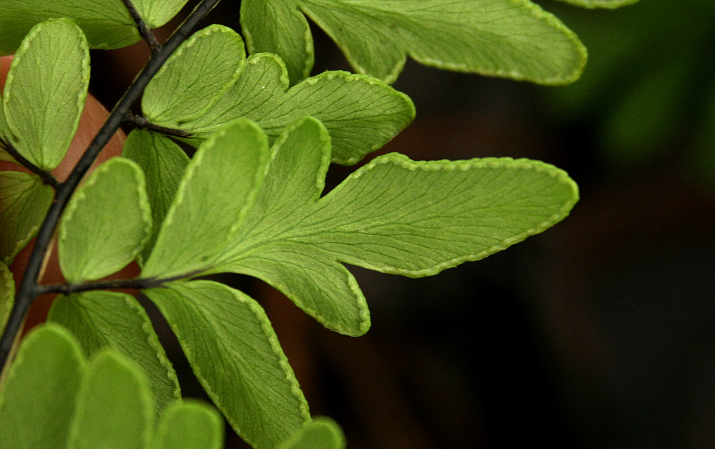 Cheilanthes viridis var. glauca
