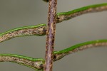 Pellaea pectiniformis