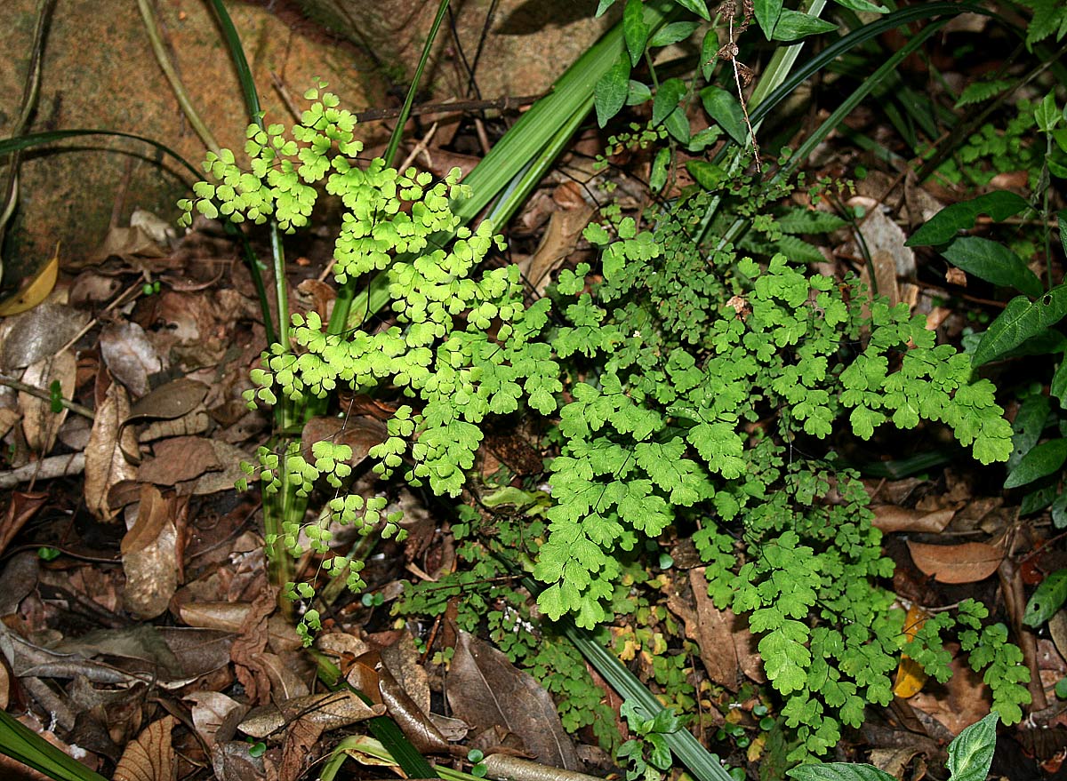 Adiantum raddianum