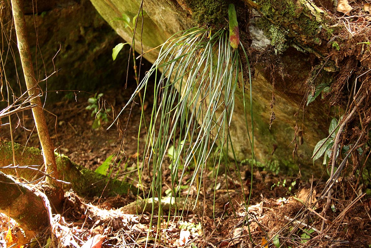 Vittaria isoetifolia