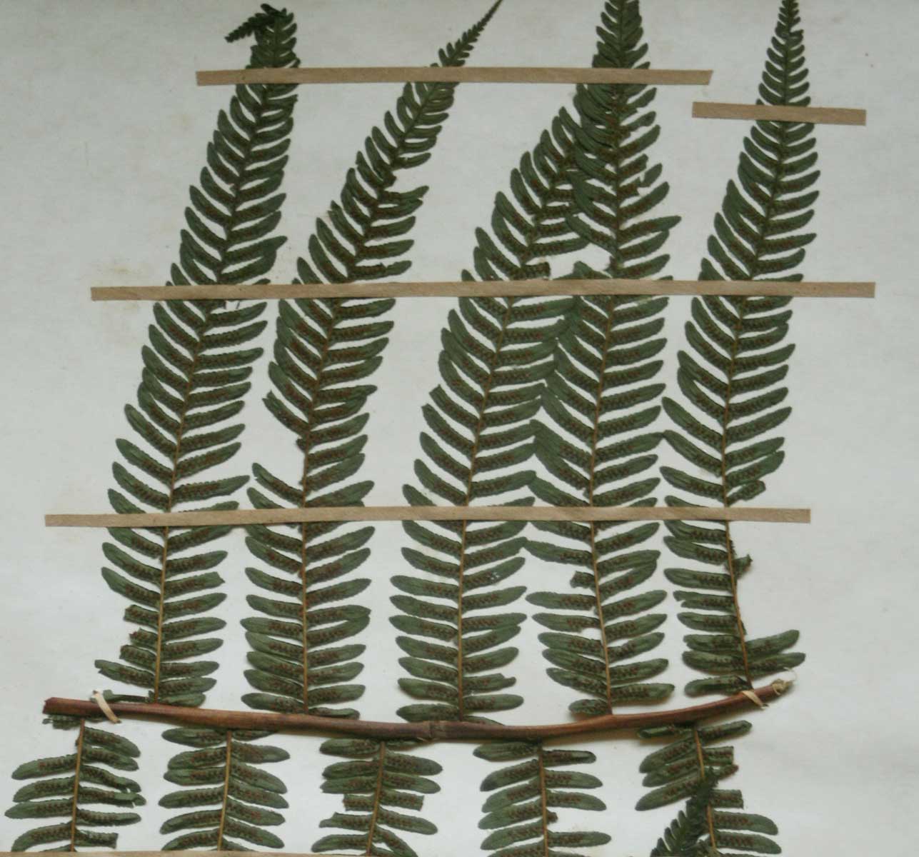 Cyathea mossambicensis