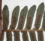 Cyathea mossambicensis