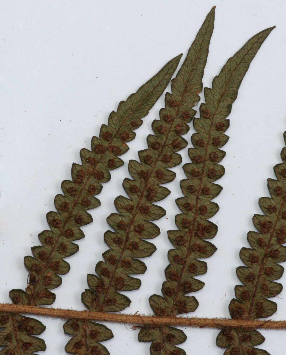 Cyathea thomsonii