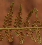 Pteridium aquilinum subsp. capense