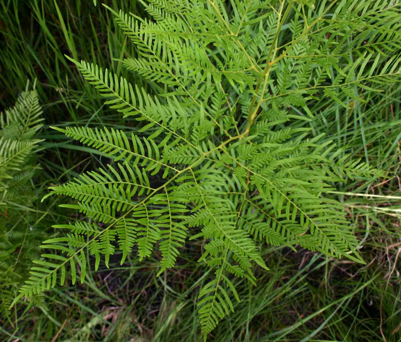 Pteridium aquilinum subsp. centrali-africanum