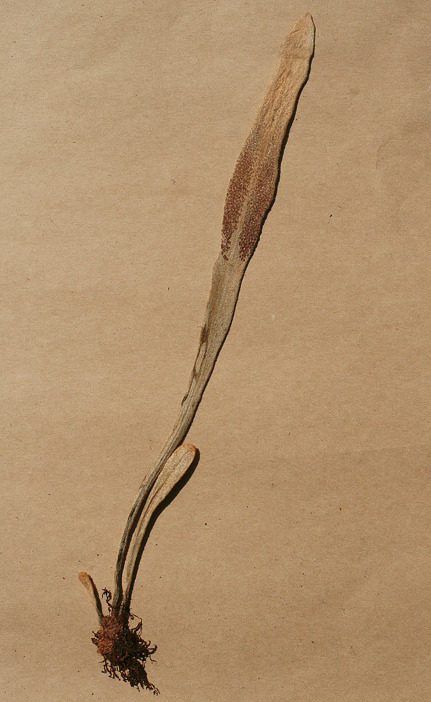 Pyrrosia schimperiana var. schimperiana
